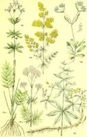 Picture 305 of 757 from Flore pittoresque de la France : anatomie, physiologie, classification, description des plantes indigènes et cultivées au point de vue de l'agriculture, de l'horticulture et de la sylviculture / publiée sous la direction de J. Rothschild. (1885), leaf 259