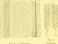 Picture 13 of 757 from Flore pittoresque de la France : anatomie, physiologie, classification, description des plantes indigènes et cultivées au point de vue de l'agriculture, de l'horticulture et de la sylviculture / publiée sous la direction de J. Rothschild. (1885), leaf 26