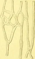 An illustration from Flore pittoresque de la France : anatomie, physiologie, classification, description des plantes indigènes et cultivées au point de vue de l'agriculture, de l'horticulture et de la sylviculture / publiée sous la direction de J. Rothschild. (1885)
