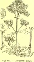 Picture 306 of 757 from Flore pittoresque de la France : anatomie, physiologie, classification, description des plantes indigènes et cultivées au point de vue de l'agriculture, de l'horticulture et de la sylviculture / publiée sous la direction de J. Rothschild. (1885), leaf 261