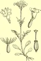 Picture 307 of 757 from Flore pittoresque de la France : anatomie, physiologie, classification, description des plantes indigènes et cultivées au point de vue de l'agriculture, de l'horticulture et de la sylviculture / publiée sous la direction de J. Rothschild. (1885), leaf 261