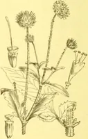 Picture 308 of 757 from Flore pittoresque de la France : anatomie, physiologie, classification, description des plantes indigènes et cultivées au point de vue de l'agriculture, de l'horticulture et de la sylviculture / publiée sous la direction de J. Rothschild. (1885), leaf 262
