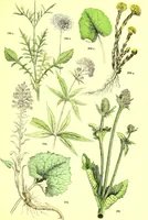 Picture 309 of 757 from Flore pittoresque de la France : anatomie, physiologie, classification, description des plantes indigènes et cultivées au point de vue de l'agriculture, de l'horticulture et de la sylviculture / publiée sous la direction de J. Rothschild. (1885), leaf 263