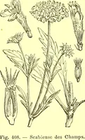 Picture 310 of 757 from Flore pittoresque de la France : anatomie, physiologie, classification, description des plantes indigènes et cultivées au point de vue de l'agriculture, de l'horticulture et de la sylviculture / publiée sous la direction de J. Rothschild. (1885), leaf 265