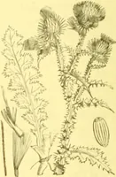 An illustration from Flore pittoresque de la France : anatomie, physiologie, classification, description des plantes indigènes et cultivées au point de vue de l'agriculture, de l'horticulture et de la sylviculture / publiée sous la direction de J. Rothschild. (1885)