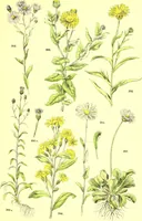 Picture 312 of 757 from Flore pittoresque de la France : anatomie, physiologie, classification, description des plantes indigènes et cultivées au point de vue de l'agriculture, de l'horticulture et de la sylviculture / publiée sous la direction de J. Rothschild. (1885), leaf 267