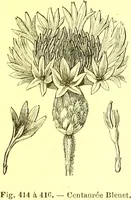 Picture 313 of 757 from Flore pittoresque de la France : anatomie, physiologie, classification, description des plantes indigènes et cultivées au point de vue de l'agriculture, de l'horticulture et de la sylviculture / publiée sous la direction de J. Rothschild. (1885), leaf 269