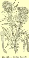 Picture 314 of 757 from Flore pittoresque de la France : anatomie, physiologie, classification, description des plantes indigènes et cultivées au point de vue de l'agriculture, de l'horticulture et de la sylviculture / publiée sous la direction de J. Rothschild. (1885), leaf 269
