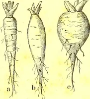 Picture 15 of 757 from Flore pittoresque de la France : anatomie, physiologie, classification, description des plantes indigènes et cultivées au point de vue de l'agriculture, de l'horticulture et de la sylviculture / publiée sous la direction de J. Rothschild. (1885), leaf 27