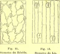 Picture 17 of 757 from Flore pittoresque de la France : anatomie, physiologie, classification, description des plantes indigènes et cultivées au point de vue de l'agriculture, de l'horticulture et de la sylviculture / publiée sous la direction de J. Rothschild. (1885), leaf 27
