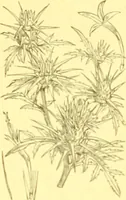 An illustration from Flore pittoresque de la France : anatomie, physiologie, classification, description des plantes indigènes et cultivées au point de vue de l'agriculture, de l'horticulture et de la sylviculture / publiée sous la direction de J. Rothschild. (1885)