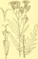 Picture 316 of 757 from Flore pittoresque de la France : anatomie, physiologie, classification, description des plantes indigènes et cultivées au point de vue de l'agriculture, de l'horticulture et de la sylviculture / publiée sous la direction de J. Rothschild. (1885), leaf 270