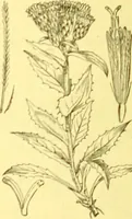 An illustration from Flore pittoresque de la France : anatomie, physiologie, classification, description des plantes indigènes et cultivées au point de vue de l'agriculture, de l'horticulture et de la sylviculture / publiée sous la direction de J. Rothschild. (1885)