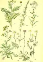 Picture 318 of 757 from Flore pittoresque de la France : anatomie, physiologie, classification, description des plantes indigènes et cultivées au point de vue de l'agriculture, de l'horticulture et de la sylviculture / publiée sous la direction de J. Rothschild. (1885), leaf 271