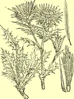 Picture 319 of 757 from Flore pittoresque de la France : anatomie, physiologie, classification, description des plantes indigènes et cultivées au point de vue de l'agriculture, de l'horticulture et de la sylviculture / publiée sous la direction de J. Rothschild. (1885), leaf 273