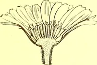 An illustration from Flore pittoresque de la France : anatomie, physiologie, classification, description des plantes indigènes et cultivées au point de vue de l'agriculture, de l'horticulture et de la sylviculture / publiée sous la direction de J. Rothschild. (1885)