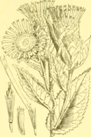 Picture 321 of 757 from Flore pittoresque de la France : anatomie, physiologie, classification, description des plantes indigènes et cultivées au point de vue de l'agriculture, de l'horticulture et de la sylviculture / publiée sous la direction de J. Rothschild. (1885), leaf 274
