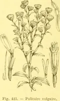 Picture 322 of 757 from Flore pittoresque de la France : anatomie, physiologie, classification, description des plantes indigènes et cultivées au point de vue de l'agriculture, de l'horticulture et de la sylviculture / publiée sous la direction de J. Rothschild. (1885), leaf 274