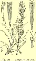 Picture 324 of 757 from Flore pittoresque de la France : anatomie, physiologie, classification, description des plantes indigènes et cultivées au point de vue de l'agriculture, de l'horticulture et de la sylviculture / publiée sous la direction de J. Rothschild. (1885), leaf 277