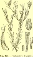 Picture 325 of 757 from Flore pittoresque de la France : anatomie, physiologie, classification, description des plantes indigènes et cultivées au point de vue de l'agriculture, de l'horticulture et de la sylviculture / publiée sous la direction de J. Rothschild. (1885), leaf 277