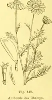 Picture 326 of 757 from Flore pittoresque de la France : anatomie, physiologie, classification, description des plantes indigènes et cultivées au point de vue de l'agriculture, de l'horticulture et de la sylviculture / publiée sous la direction de J. Rothschild. (1885), leaf 278