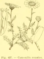 Picture 327 of 757 from Flore pittoresque de la France : anatomie, physiologie, classification, description des plantes indigènes et cultivées au point de vue de l'agriculture, de l'horticulture et de la sylviculture / publiée sous la direction de J. Rothschild. (1885), leaf 278