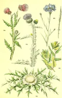 Picture 328 of 757 from Flore pittoresque de la France : anatomie, physiologie, classification, description des plantes indigènes et cultivées au point de vue de l'agriculture, de l'horticulture et de la sylviculture / publiée sous la direction de J. Rothschild. (1885), leaf 279