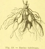 Picture 18 of 757 from Flore pittoresque de la France : anatomie, physiologie, classification, description des plantes indigènes et cultivées au point de vue de l'agriculture, de l'horticulture et de la sylviculture / publiée sous la direction de J. Rothschild. (1885), leaf 28
