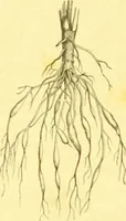 Picture 19 of 757 from Flore pittoresque de la France : anatomie, physiologie, classification, description des plantes indigènes et cultivées au point de vue de l'agriculture, de l'horticulture et de la sylviculture / publiée sous la direction de J. Rothschild. (1885), leaf 28