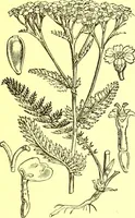 Picture 329 of 757 from Flore pittoresque de la France : anatomie, physiologie, classification, description des plantes indigènes et cultivées au point de vue de l'agriculture, de l'horticulture et de la sylviculture / publiée sous la direction de J. Rothschild. (1885), leaf 281