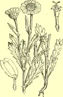 Picture 330 of 757 from Flore pittoresque de la France : anatomie, physiologie, classification, description des plantes indigènes et cultivées au point de vue de l'agriculture, de l'horticulture et de la sylviculture / publiée sous la direction de J. Rothschild. (1885), leaf 281