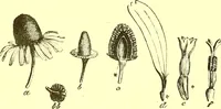 Picture 331 of 757 from Flore pittoresque de la France : anatomie, physiologie, classification, description des plantes indigènes et cultivées au point de vue de l'agriculture, de l'horticulture et de la sylviculture / publiée sous la direction de J. Rothschild. (1885), leaf 281
