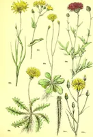 An illustration from Flore pittoresque de la France : anatomie, physiologie, classification, description des plantes indigènes et cultivées au point de vue de l'agriculture, de l'horticulture et de la sylviculture / publiée sous la direction de J. Rothschild. (1885)
