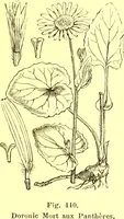 Picture 333 of 757 from Flore pittoresque de la France : anatomie, physiologie, classification, description des plantes indigènes et cultivées au point de vue de l'agriculture, de l'horticulture et de la sylviculture / publiée sous la direction de J. Rothschild. (1885), leaf 284