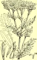 Picture 334 of 757 from Flore pittoresque de la France : anatomie, physiologie, classification, description des plantes indigènes et cultivées au point de vue de l'agriculture, de l'horticulture et de la sylviculture / publiée sous la direction de J. Rothschild. (1885), leaf 284