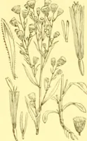 An illustration from Flore pittoresque de la France : anatomie, physiologie, classification, description des plantes indigènes et cultivées au point de vue de l'agriculture, de l'horticulture et de la sylviculture / publiée sous la direction de J. Rothschild. (1885)