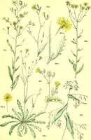 Picture 337 of 757 from Flore pittoresque de la France : anatomie, physiologie, classification, description des plantes indigènes et cultivées au point de vue de l'agriculture, de l'horticulture et de la sylviculture / publiée sous la direction de J. Rothschild. (1885), leaf 286