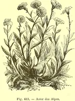 Picture 338 of 757 from Flore pittoresque de la France : anatomie, physiologie, classification, description des plantes indigènes et cultivées au point de vue de l'agriculture, de l'horticulture et de la sylviculture / publiée sous la direction de J. Rothschild. (1885), leaf 288
