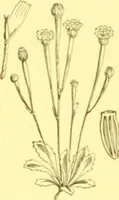 Picture 339 of 757 from Flore pittoresque de la France : anatomie, physiologie, classification, description des plantes indigènes et cultivées au point de vue de l'agriculture, de l'horticulture et de la sylviculture / publiée sous la direction de J. Rothschild. (1885), leaf 289
