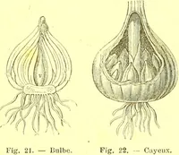 Picture 21 of 757 from Flore pittoresque de la France : anatomie, physiologie, classification, description des plantes indigènes et cultivées au point de vue de l'agriculture, de l'horticulture et de la sylviculture / publiée sous la direction de J. Rothschild. (1885), leaf 29