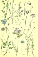 Picture 340 of 757 from Flore pittoresque de la France : anatomie, physiologie, classification, description des plantes indigènes et cultivées au point de vue de l'agriculture, de l'horticulture et de la sylviculture / publiée sous la direction de J. Rothschild. (1885), leaf 290