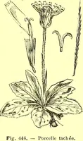 Picture 341 of 757 from Flore pittoresque de la France : anatomie, physiologie, classification, description des plantes indigènes et cultivées au point de vue de l'agriculture, de l'horticulture et de la sylviculture / publiée sous la direction de J. Rothschild. (1885), leaf 292