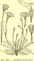 Picture 342 of 757 from Flore pittoresque de la France : anatomie, physiologie, classification, description des plantes indigènes et cultivées au point de vue de l'agriculture, de l'horticulture et de la sylviculture / publiée sous la direction de J. Rothschild. (1885), leaf 292