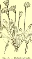 Picture 343 of 757 from Flore pittoresque de la France : anatomie, physiologie, classification, description des plantes indigènes et cultivées au point de vue de l'agriculture, de l'horticulture et de la sylviculture / publiée sous la direction de J. Rothschild. (1885), leaf 292