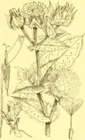 An illustration from Flore pittoresque de la France : anatomie, physiologie, classification, description des plantes indigènes et cultivées au point de vue de l'agriculture, de l'horticulture et de la sylviculture / publiée sous la direction de J. Rothschild. (1885)
