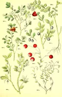 Picture 345 of 757 from Flore pittoresque de la France : anatomie, physiologie, classification, description des plantes indigènes et cultivées au point de vue de l'agriculture, de l'horticulture et de la sylviculture / publiée sous la direction de J. Rothschild. (1885), leaf 294
