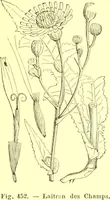 Picture 346 of 757 from Flore pittoresque de la France : anatomie, physiologie, classification, description des plantes indigènes et cultivées au point de vue de l'agriculture, de l'horticulture et de la sylviculture / publiée sous la direction de J. Rothschild. (1885), leaf 296