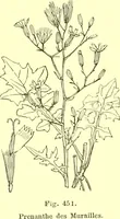 Picture 347 of 757 from Flore pittoresque de la France : anatomie, physiologie, classification, description des plantes indigènes et cultivées au point de vue de l'agriculture, de l'horticulture et de la sylviculture / publiée sous la direction de J. Rothschild. (1885), leaf 296