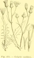 Picture 348 of 757 from Flore pittoresque de la France : anatomie, physiologie, classification, description des plantes indigènes et cultivées au point de vue de l'agriculture, de l'horticulture et de la sylviculture / publiée sous la direction de J. Rothschild. (1885), leaf 297