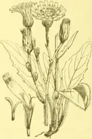 An illustration from Flore pittoresque de la France : anatomie, physiologie, classification, description des plantes indigènes et cultivées au point de vue de l'agriculture, de l'horticulture et de la sylviculture / publiée sous la direction de J. Rothschild. (1885)